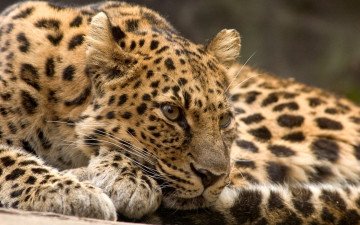 Картинка животные леопарды морда