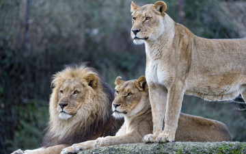 Картинка животные львы трое