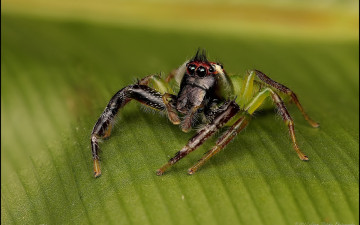 Картинка животные пауки макро лист паук
