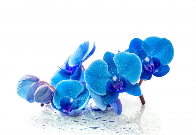 Обои картинки фото цветы, орхидеи, орхидея, синяя, капли