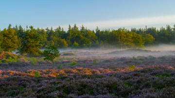 Картинка национальный+парк+the+hoge+veluwe природа луга пейзаж деревья лес туман растения трава небо утро национальный парк the hoge veluwe нидерланды