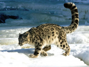Картинка животные снежный барс ирбис