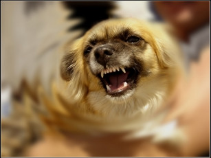Картинка анна немирович маленькая злая собачка животные собаки