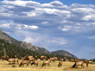 Картинка elk herd colorado животные олени