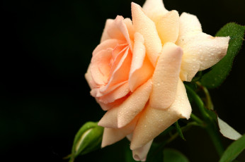 Картинка цветы розы бежевый капли
