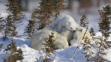 обоя животные, медведи, медвеженок, спит, белые, на, снегу, медведица, малыш, детеныш, мама