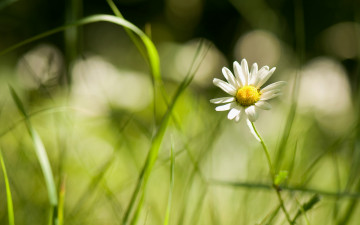Картинка цветы ромашки трава свет боке макро