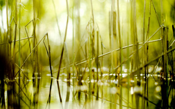 Картинка природа макро боке болото камыш