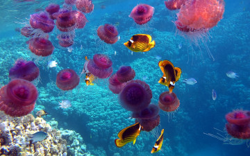 Картинка животные разные вместе море рыбы медузы