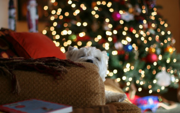 Картинка животные собаки огни настроение елка подушки пледы дом диван