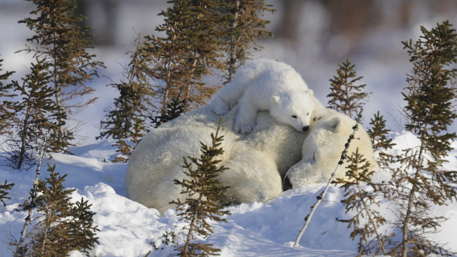 Обои картинки фото животные, медведи, медвеженок, спит, белые, на, снегу, медведица, малыш, детеныш, мама