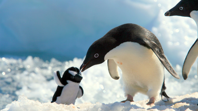 Обои картинки фото животные, пингвины, пингвинёнок, игрущка