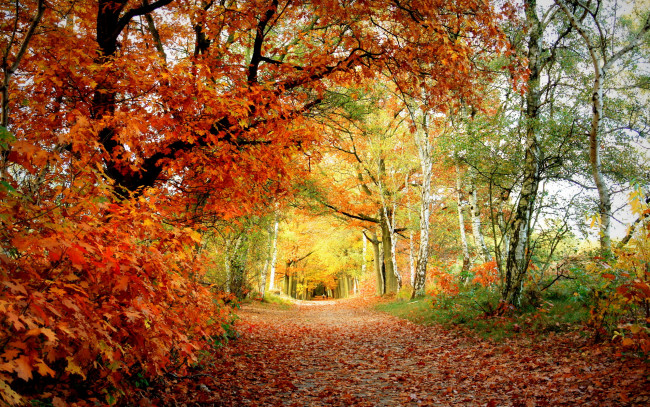 Обои картинки фото природа, деревья, листья, осень, дорога