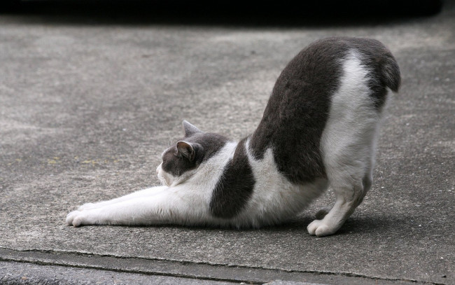 Обои картинки фото животные, коты, котэ, асфальт, потягивается, улица, короткий, хвост, черно-белое