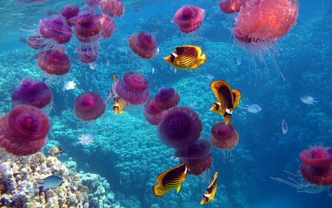 Обои картинки фото животные, разные, вместе, море, рыбы, медузы