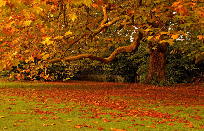 Обои картинки фото природа, деревья, клен, осень, желтый, листья