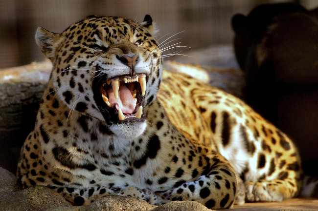 Обои картинки фото животные, Ягуары, злость, пасть, оскал, хищник, пятна, ягуар