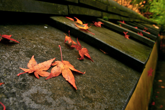 Обои картинки фото листва, природа, листья, осень, макро