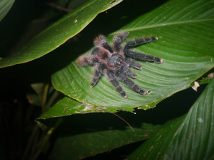 Картинка животные пауки листья паук