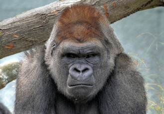 Картинка животные обезьяны свирепый горилла