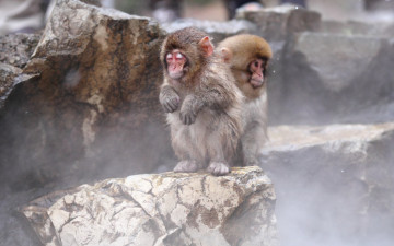Картинка животные обезьяны nagano snow monkey japan природа фон