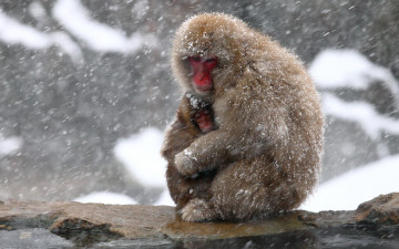 Картинка животные обезьяны природа japan snow monkey фон nagano