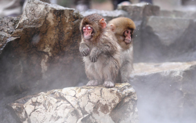 Обои картинки фото животные, обезьяны, nagano, snow, monkey, japan, природа, фон