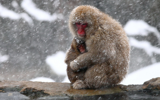 Обои картинки фото животные, обезьяны, природа, japan, snow, monkey, фон, nagano