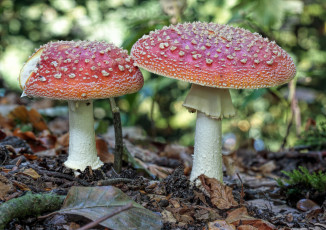 Картинка природа грибы +мухомор трава лес