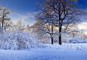 Картинка природа зима снег деревья кусты