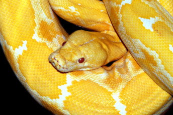 Картинка животные змеи +питоны +кобры желтый