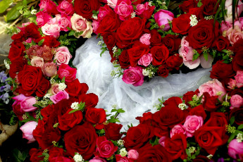 Картинка цветы розы много розовый красный