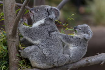 Картинка животные коалы мишки