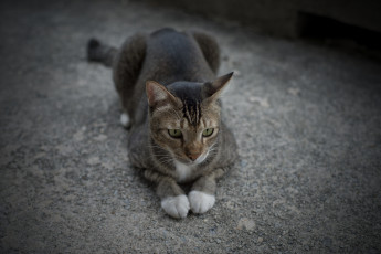 Картинка животные коты лежит серый кот лапки