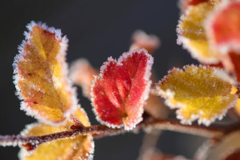 Картинка природа листья макро снег лед изморозь желтые красные