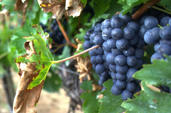 Картинка природа Ягоды +виноград ягоды кисть лоза