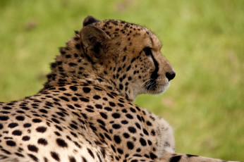 Картинка животные гепарды гепард отдых профиль