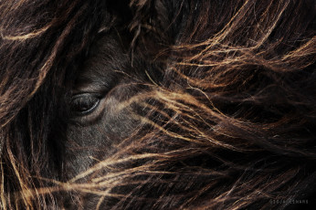 Картинка животные лошади глаз грива