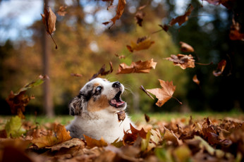 Картинка животные собаки природа парк осень листья щенок