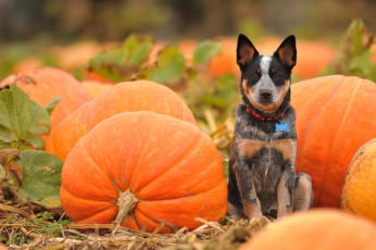 Картинка животные собаки взгляд собака оранжевые тыквы поле