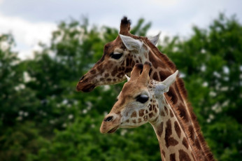 Картинка животные жирафы пара