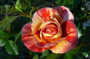 Картинка цветы розы роса пестрый