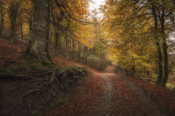 Картинка природа дороги осень дорога деревья