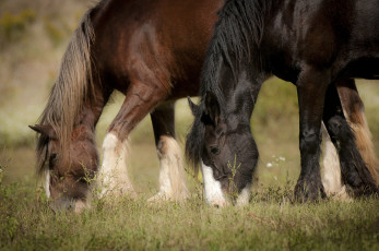 Картинка животные лошади кони пастбище пара