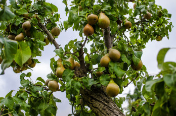 Картинка природа плоды дерево ветки груши