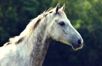 Картинка животные лошади профиль конь
