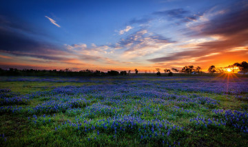 Картинка природа восходы закаты поле цветы закат