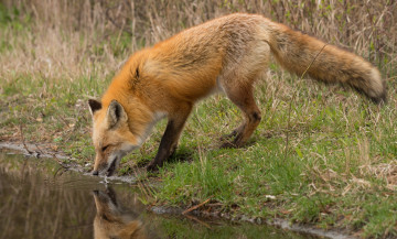 Картинка животные лисы водопой лиса речка
