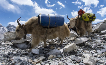 Картинка животные коровы +буйволы поклажа камни яки горы