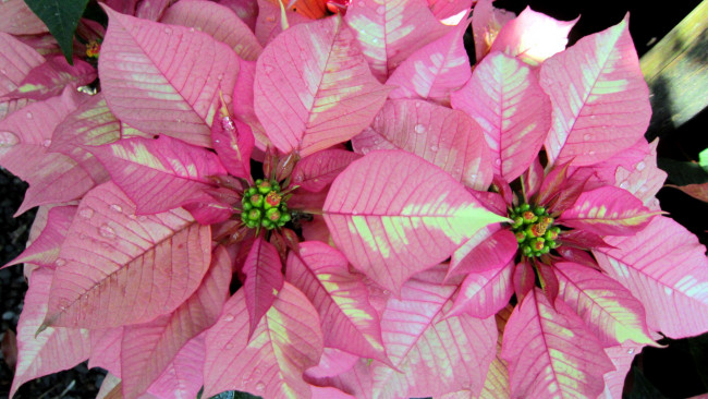 Обои картинки фото цветы, пуансеттия, розовый